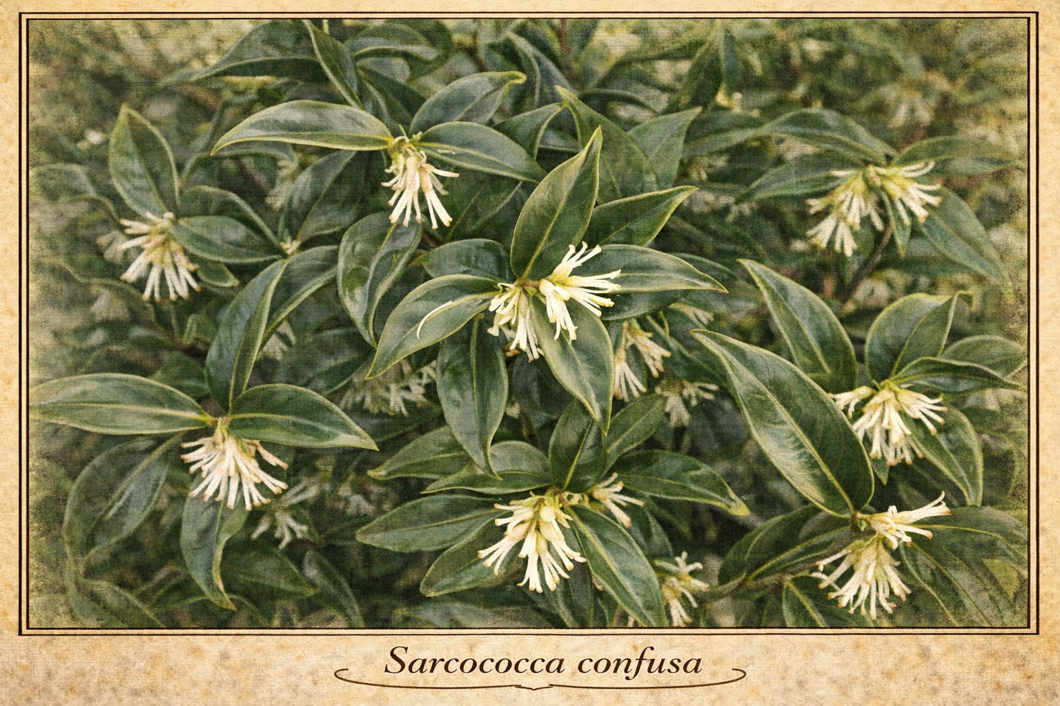 Sarcococca confusa.png